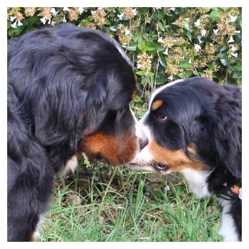 Conosci il tuo cane/3